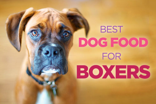 Best Dog Food for Boxers: High Protein Diet Is The Key