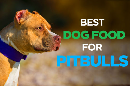Best Dog Food for Pitbulls: Muscular Body Needs High Protein Diet