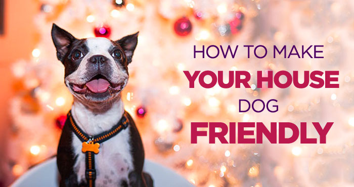 Effective Tips on How to Make Your House Dog Friendly