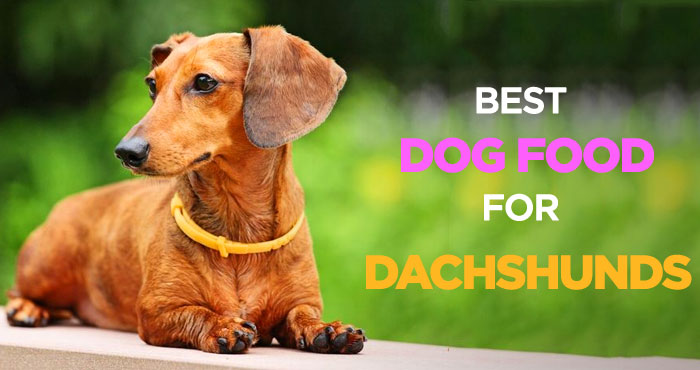 Best Dog Food for Dachshunds: Nutritionally Balanced Diet for Wieners