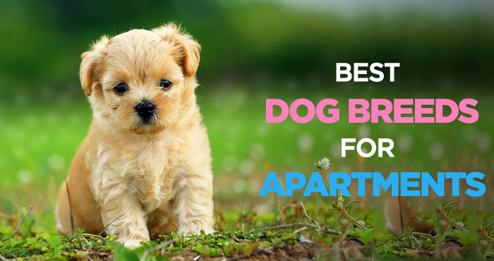 Best Dogs for Apartments: Finding The Perfect Apartment Dog Breed