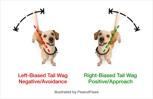 What a Dog's Tail Wags Really Mean
