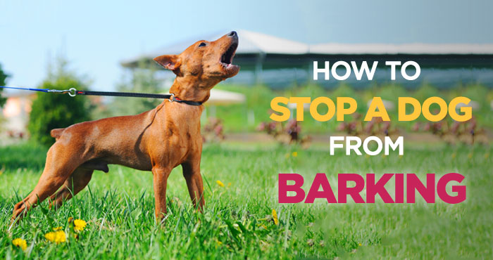 How to stop a dog from barking