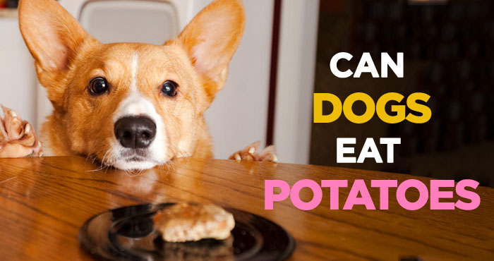 Can Dogs Eat Potatoes? Yes but Raw Potatoes Are Toxic to Dogs