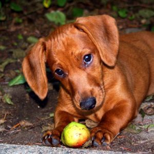  can dogs eat apples 