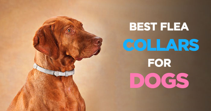 Best Flea Collar for Dogs: An Inexpensive Flea and Tick Treatment