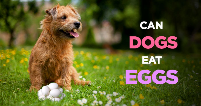 Can Dogs Eat Eggs: An Incredibly Healthy & Nutritious Dog Treat