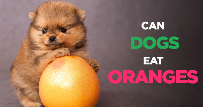 Can Dogs Eat Oranges: A Delicious and Juicy Fruit for Your Dog