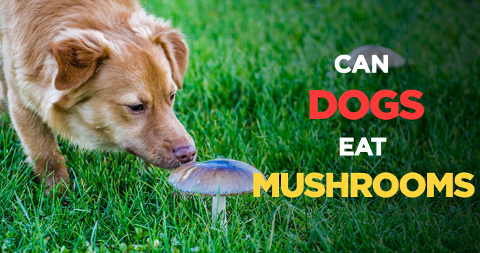 Can Dogs Eat Mushrooms: A Delicious & Healthy Low-Calorie Snack