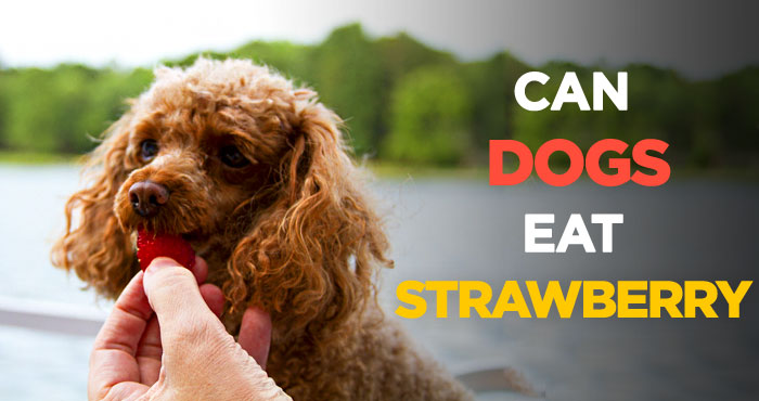 Can Dogs Eat Strawberries: A Natural & Tasty Dog Treat for Your Pup
