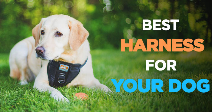 Best Dog Harness: Walking Your Dog Has Never Been So Easier and Fun