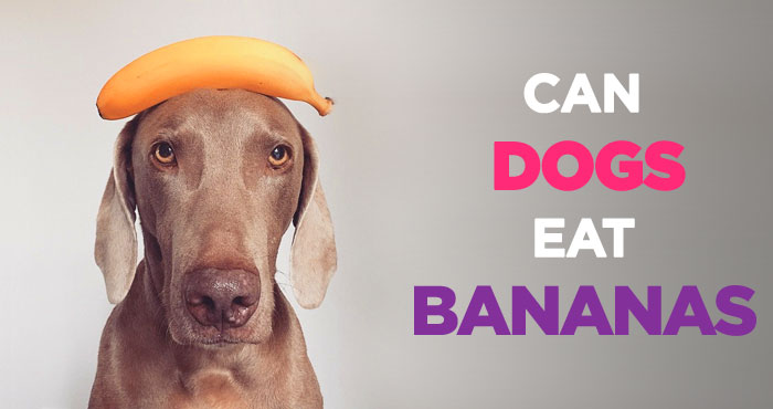 Can Dogs Eat Bananas: A Healthy and Inexpensive Treat for Dogs
