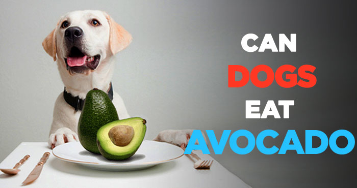 Can Dogs Eat Avocado: A Healthy Fruit or Is It Poisonous to Dogs?