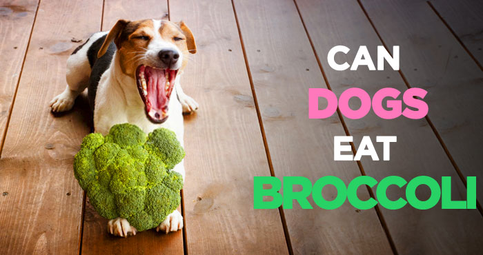 Can Dogs Eat Broccoli: Raw or Cooked? and How Much Is Too Much!