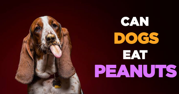 Can Dogs Eat Peanuts Safely: Is Peanut Butter Good for Dogs to Eat