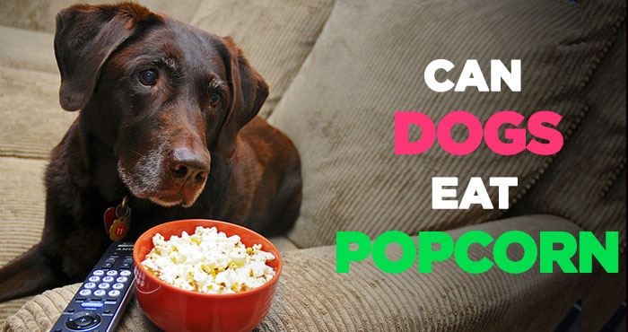 Can Dogs Eat Popcorn: Is Popcorn Bad for Dogs to Eat Before Bed?