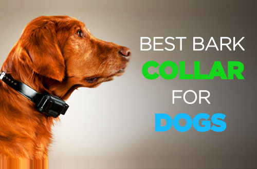 Best Bark Collars: Reviews & Buyers Guide to Stop Excessive Barking