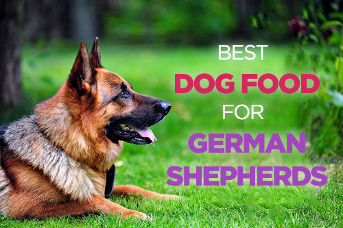 Best Dog Food for German Shepherds: A Nutritionally Balanced Diet