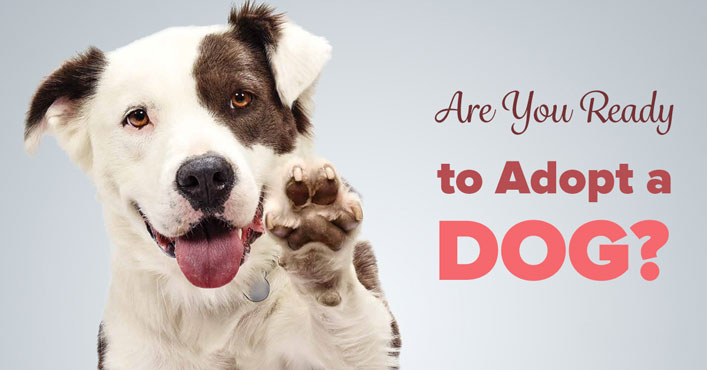 Are You Really Ready to Adopt a Dog? 8 Questions to Ask Yourself