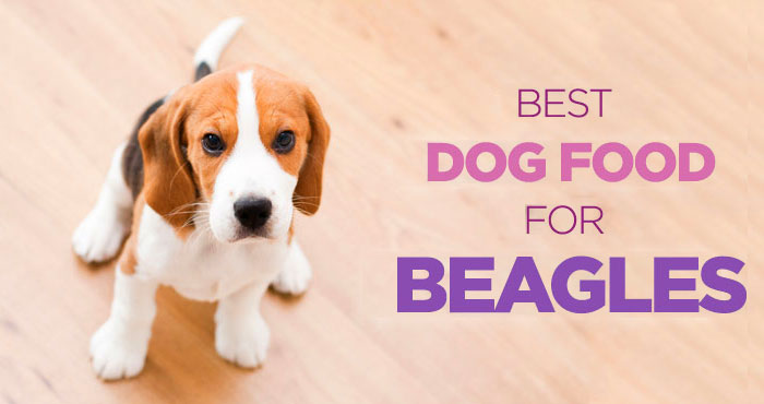 best dog food for beagles 1
