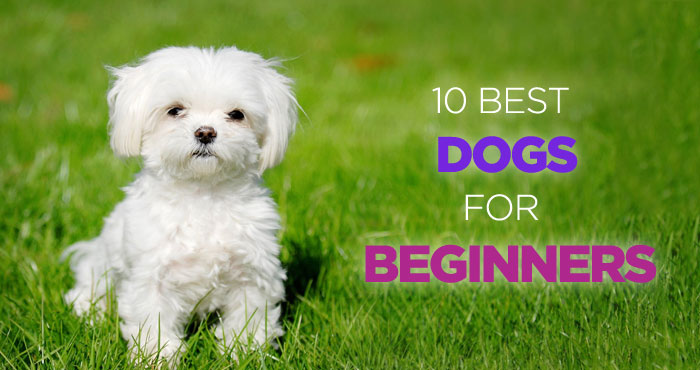 10 Best Dogs for Beginners and First Time Dog Owners