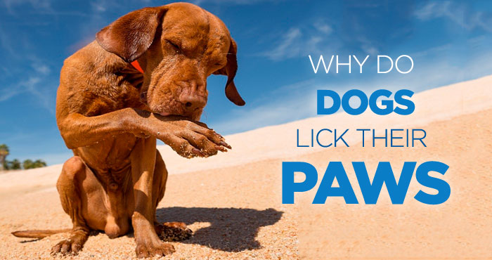 Dogs Lick Their Paws