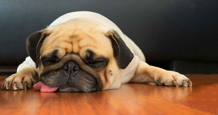 Why Do Dogs Snore