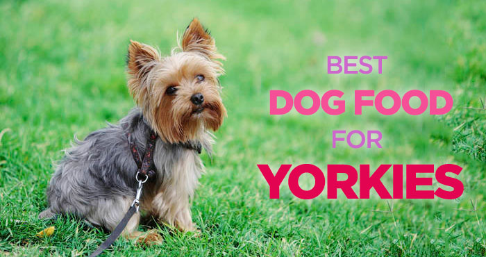 Best Dog Food for Yorkies: Small Stomach, Picky Appetite