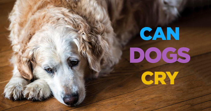 Can Dogs Cry? Why Do Dogs Cry? Myths and Reality of Dog Tears