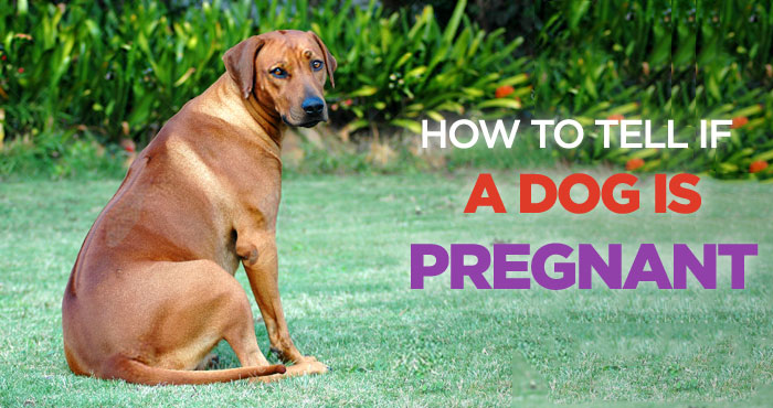 Dog Is Pregnant
