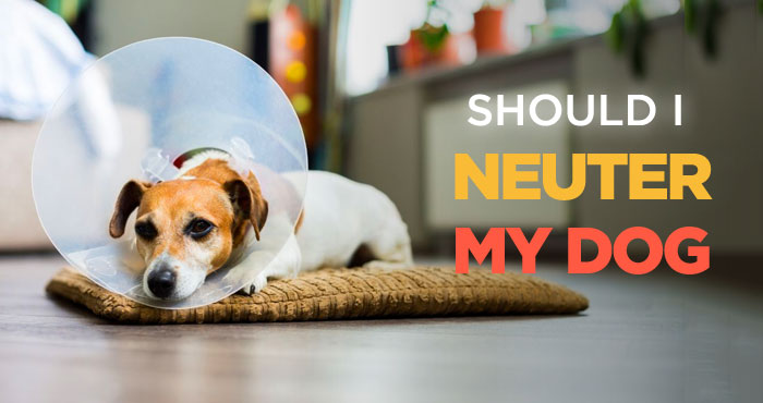 Should I Neuter My Dog? Pros and Cons of Neutering a Dog