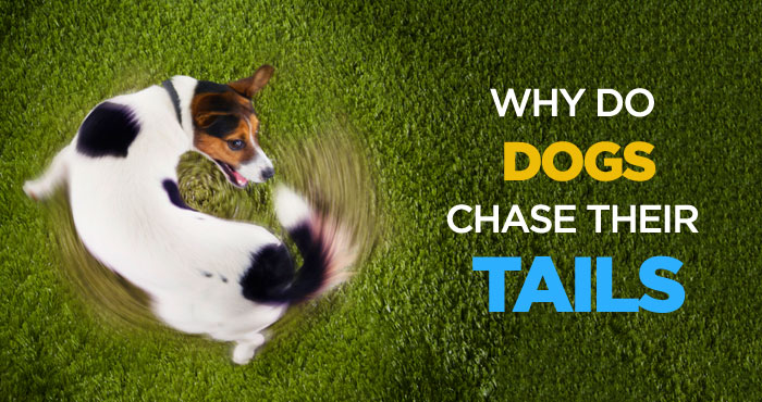 Why Do Dogs Chase Their Tails