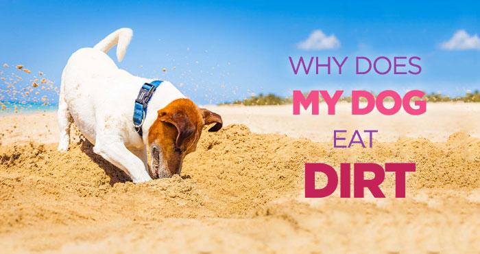 Why Do Dogs Eat Dirt: Nutritional Deficiency Could Be The Cause