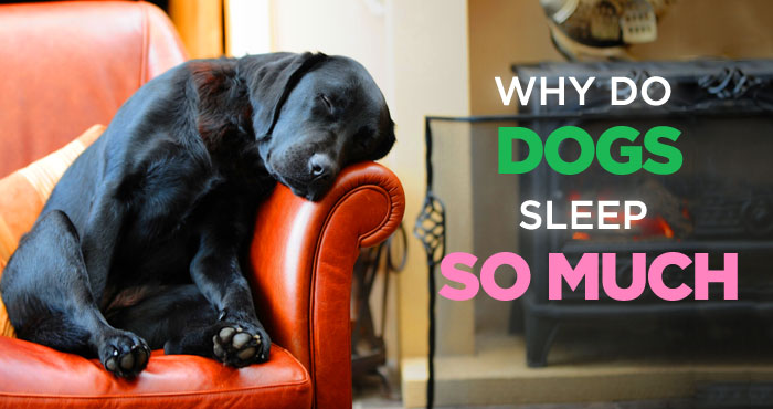 Why Do Dogs Sleep So Much? No. It’s Not Because He’s Lazy