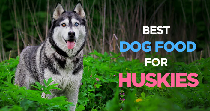 Best Dog Food for Huskies: What Should I Feed My Siberian Husky?