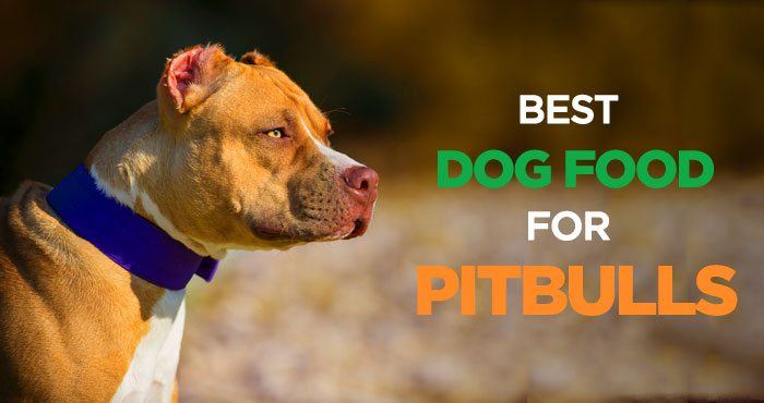 Best Dog Food for Pitbulls