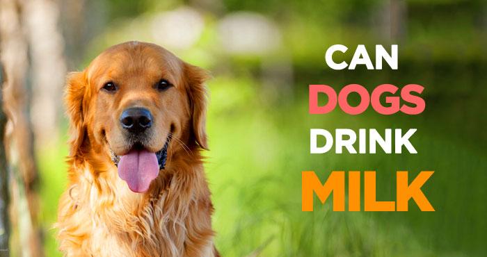Can Dogs Drink Milk? Know if Dairy Products Are Safe for Your Dog