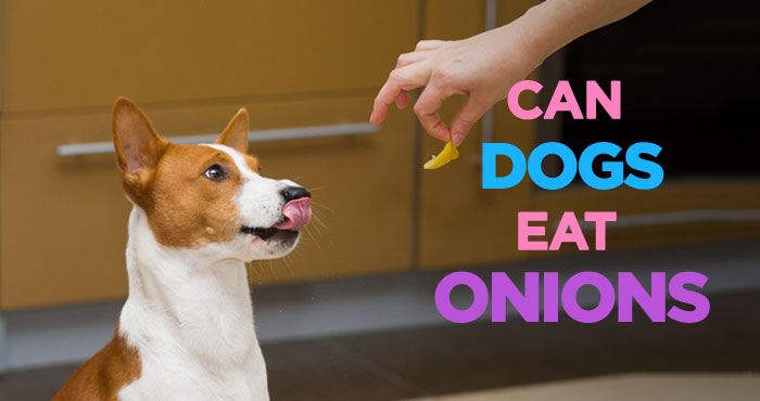 Can Dogs Eat Onions? Hint: Onions Can Kill Your Dog