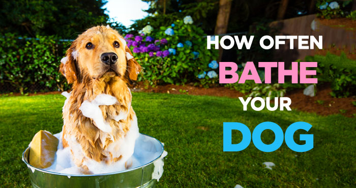 How Often Should I Bathe My Dog? A Guide to Wash Your Dog