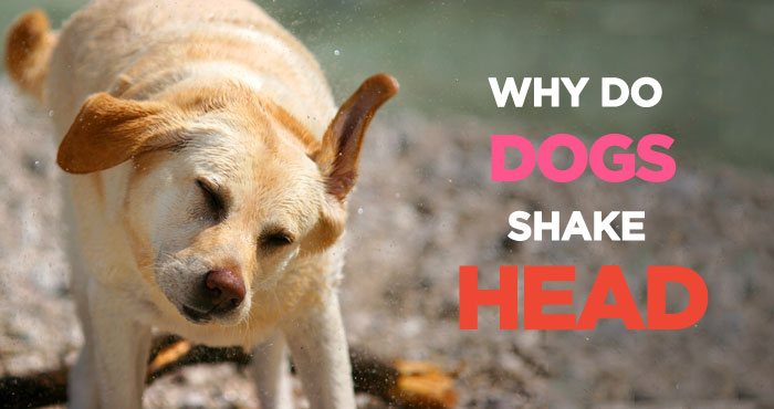 Why Is My Dog Shaking? Causes and Treatment for Dog Shaking & Shivering