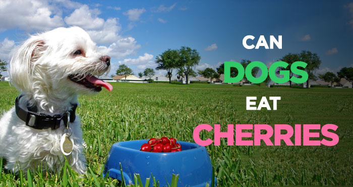 Can Dogs Eat Cherries: A Tasty Treat, but Is It Safe for Dogs