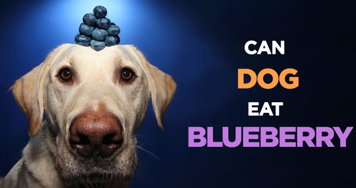 Can Dogs Eat Blueberries: How Safe Is Low-Calorie Dog Treat