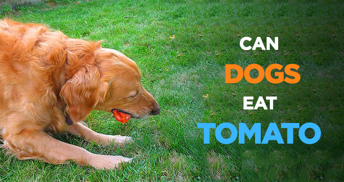 Can Dogs Eat Tomatoes: How About Tomato Sauce & Soup?