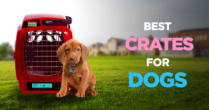 Best Dog Crates: Creating a Safe Haven for Your Pooch