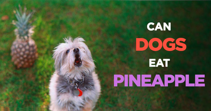 Can Dogs Eat Pineapple