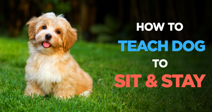How to Teach a Dog to Sit: Dog Obedience Training 101