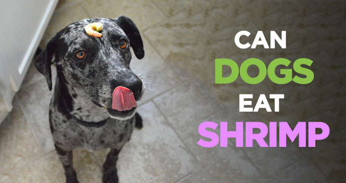 Can Dogs Eat Shrimp: A Scrumptious Seafood Treat for Your Dog
