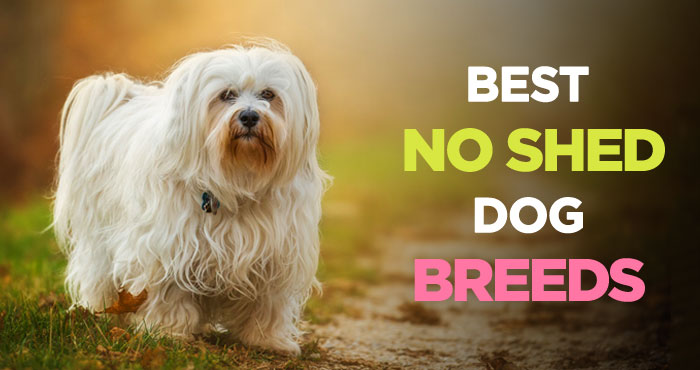 Dogs That Don’t Shed: 31 Hypoallergenic Dogs for Allergy Suffers