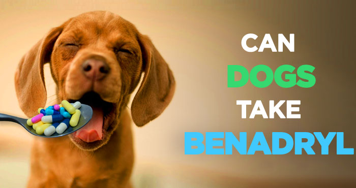 Benadryl for Dogs: Benefits, Dosage, Side Effects, Safety and More