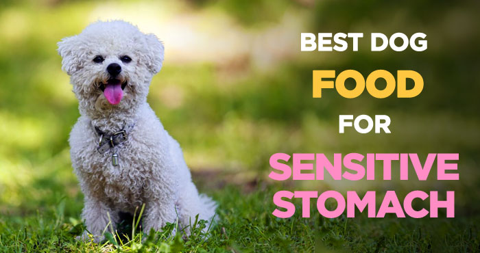 Best Dog Food for Sensitive Stomach: Ultimate Diet for Upset Tummies